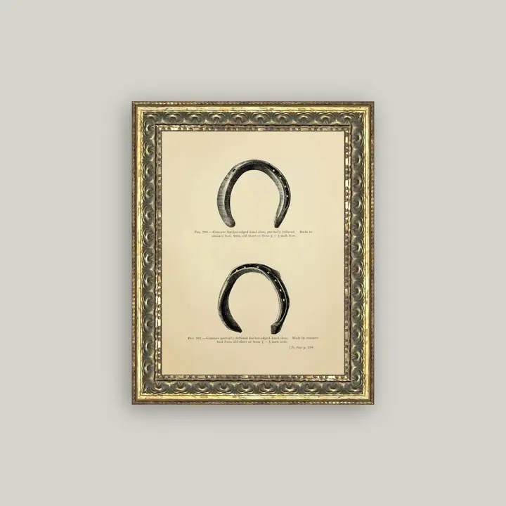 Horse Shoe Study